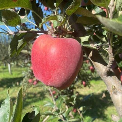 C Grade Kashmiri Apple