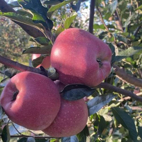 A Grade Kashmiri Apple