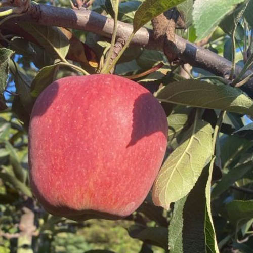 B Grade Kashmiri Apple